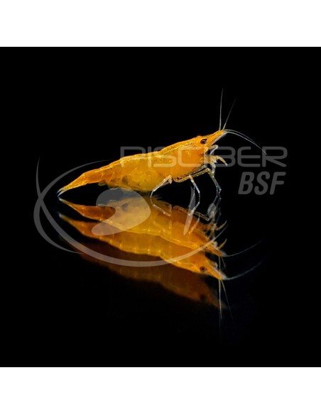 GAMBA NARANJA FUEGO 1,5-2CM