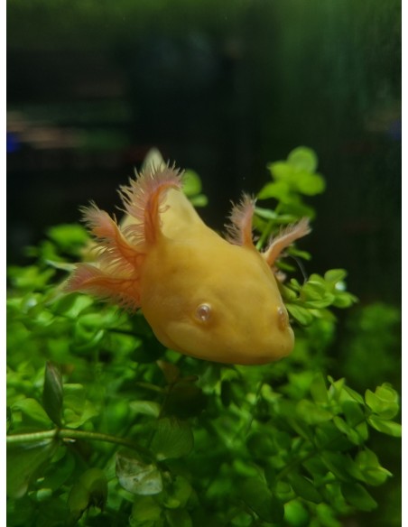 AMBYSTOMA MEXICANUM GOLD