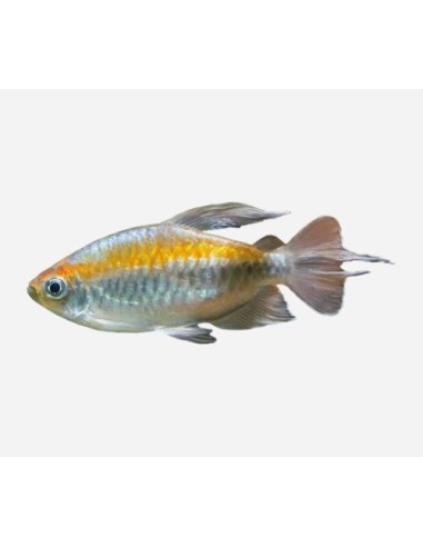 PHENACOGRAMMUS INTERRUPTUS 6-7CM / TETRA CONGO