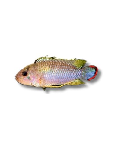 APISTOGRAMMA PANDURINI