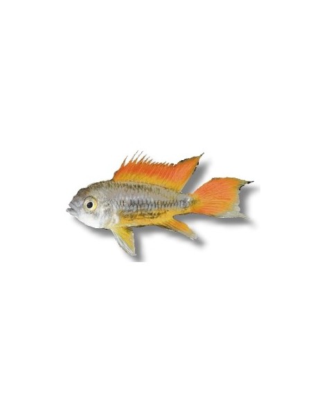 APISTOGRAMMA CACATUOIDES DOUBLE ORANGE 4-5CM