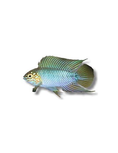 APISTOGRAMMA BORELLI  3-3.5CM
