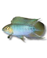 APISTOGRAMMA BORELLI  3-3.5CM