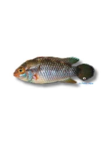 APISTOGRAMA NIJSSENI 3-3.5CM