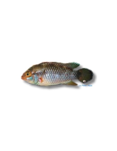 APISTOGRAMA NIJSSENI 3-3.5CM