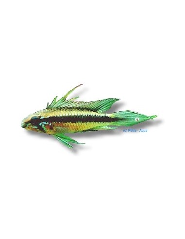 APISTOGRAMMA ELIZABETAE RED 2-2.5CM