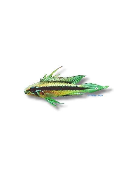 APISTOGRAMMA ELIZABETAE RED 2-2.5CM