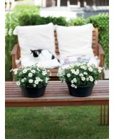 Maceta G.B. Bol 33 cm Negro - Elegante y Duradera para Jardín e Interior | Endanea Garden


