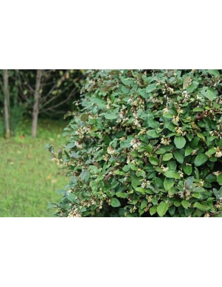 ELEAGNUS VIVELEG C-25 7.5LT.