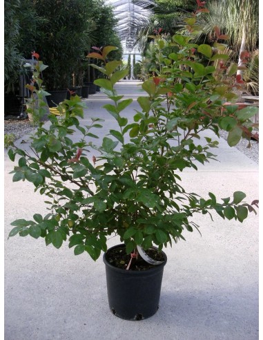 LAGERSTROEMIA  BERLINGOT MENTHA C25   7.5L