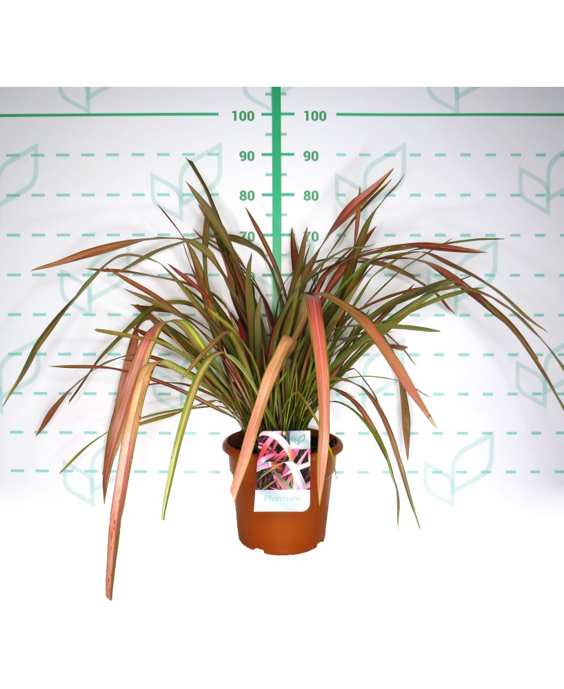 PHORMIUM SURFER GREEN 3L