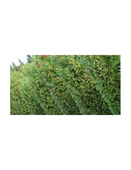 CALLISTEMON CITRINUS SPLEND C-25 10 LT