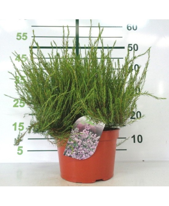 DIOSMA VERDE PINK FONTAIN 7,5L