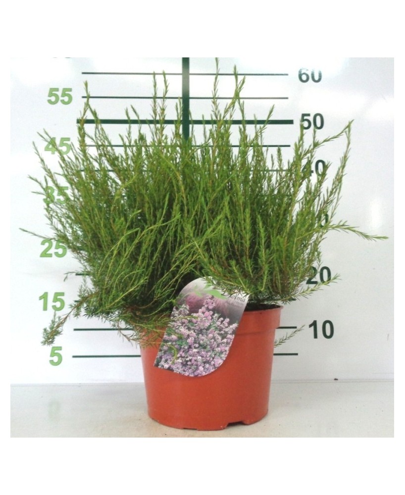 DIOSMA VERDE PINK FONTAIN 7,5L