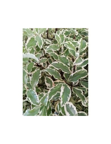 PITTOSPORUM VARIGATA   65L