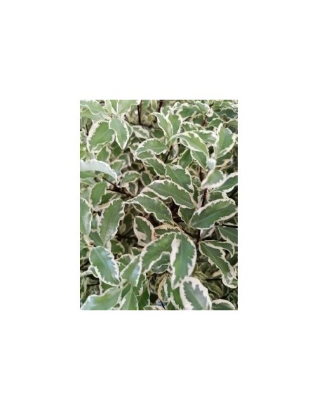 PITTOSPORUM VARIGATA   65L