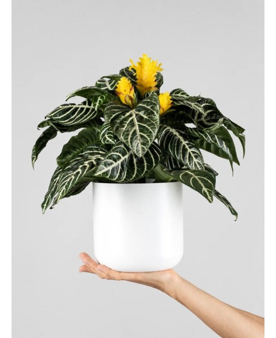Aphelandra squarrosa Dania amarilla | Planta tropical de interior | Endanea Garden