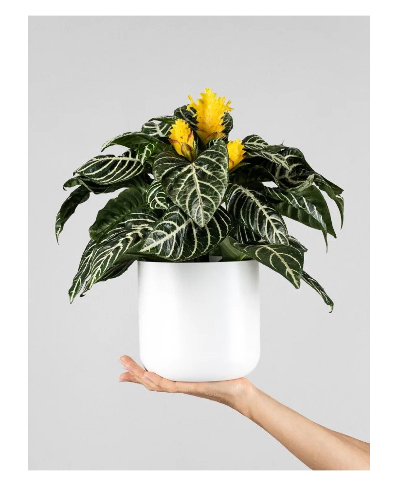 Aphelandra squarrosa Dania amarilla | Planta tropical de interior | Endanea Garden