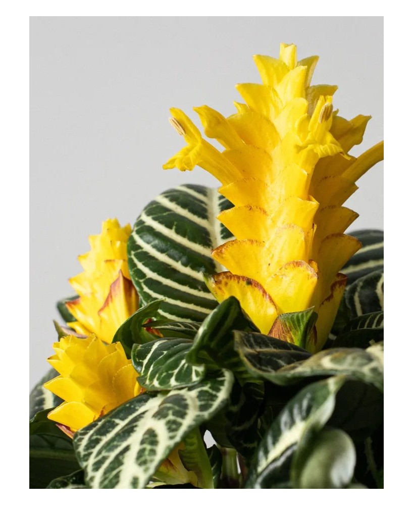 Aphelandra squarrosa Dania amarilla | Planta tropical de interior | Endanea Garden