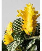 Aphelandra squarrosa Dania amarilla | Planta tropical de interior | Endanea Garden