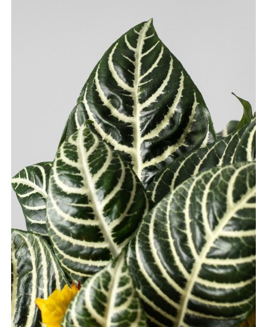 Aphelandra squarrosa Dania amarilla | Planta tropical de interior | Endanea Garden