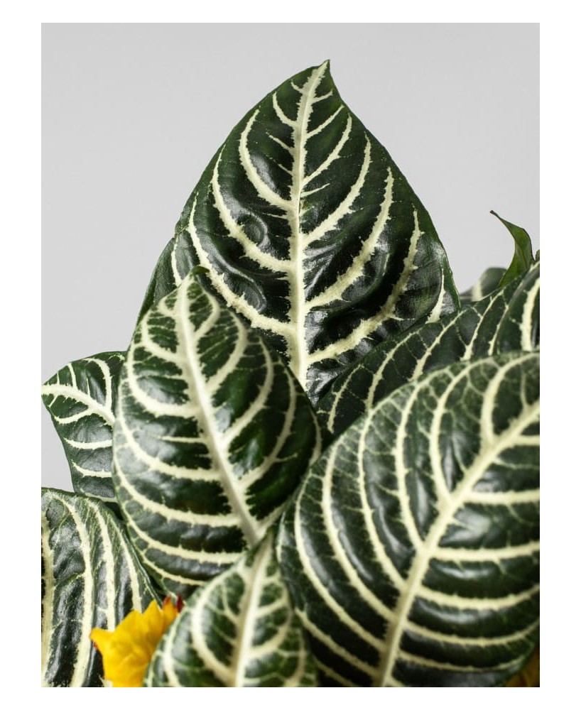 Aphelandra squarrosa Dania amarilla | Planta tropical de interior | Endanea Garden