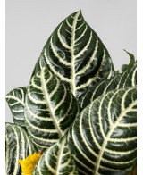 Aphelandra squarrosa Dania amarilla | Planta tropical de interior | Endanea Garden