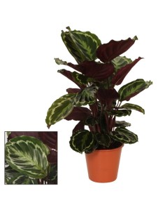 Calathea Medallion M19 Planta de Interior Hojas Grandes y Decorativas