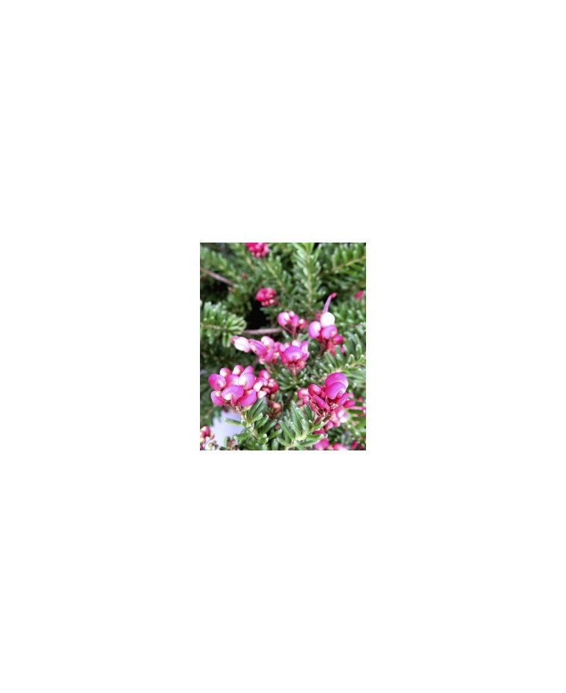 GREVILLEA LANIGERA MOUNT TAMBORITHA 10L