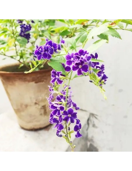 DURANTA REPENS  1.5L