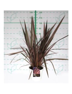 AGAPANTHUS COLECCION 5L