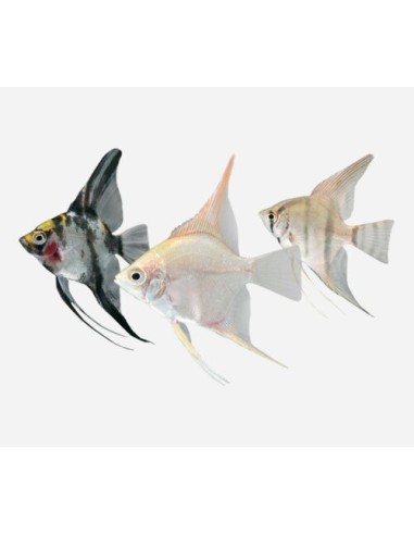 ESCALAR SURTIDO 3-4CM