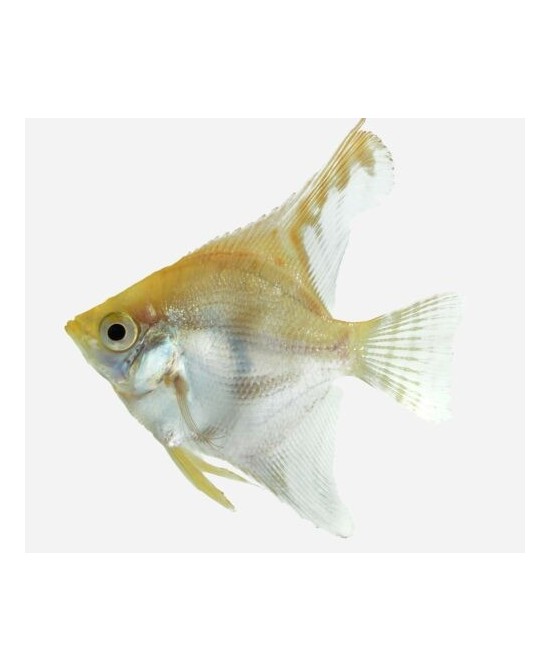 ESCALAR SURTIDO 3-4CM