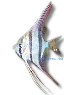 PTEROPHYLLUM ALTUM 4,5-5CM (REAL FORM)