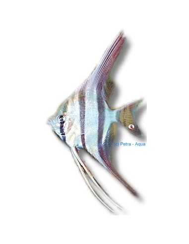 PTEROPHYLLUM ALTUM 4,5-5CM (REAL FORM)