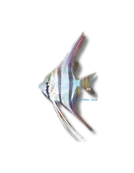 PTEROPHYLLUM ALTUM 4,5-5CM (REAL FORM)