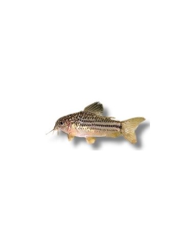 CORYDORAS NANUS 2,5-3CM