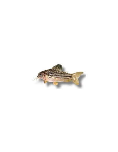 CORYDORAS NANUS 2,5-3CM