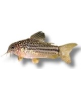 CORYDORAS NANUS 2,5-3CM