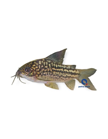 CORYDORAS NAPOENSIS 2,5-3
