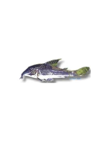 CORYDORAS BARBATUS
