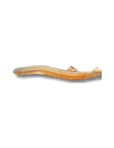 PANGIO KUHLII JAVANICUS
