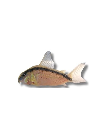 CORYDORAS ARCUATUS SALVAJE 3-3.5CM