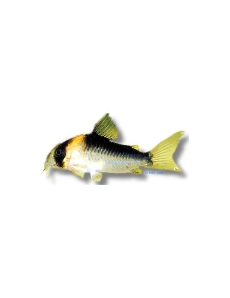 CORYDORAS DUPLICAREUS 2,5-3