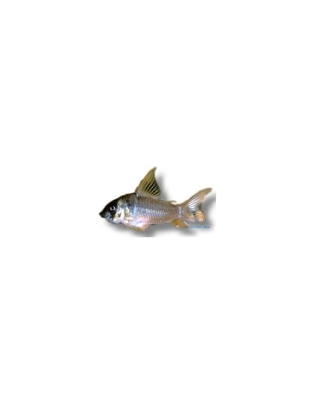CORYDORAS CONCOLOR 3-3.5CM