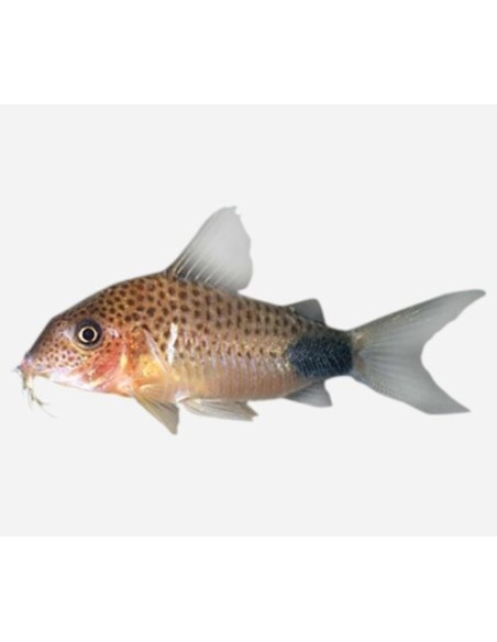 CORYDORAS SIMILIS  2-3CM