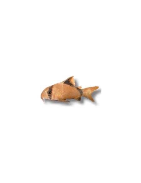 CORYDORAS METAE 2.5-3