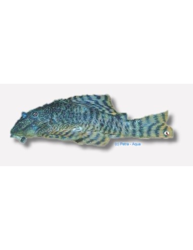 L226 PANAGOLUS CHANGAE