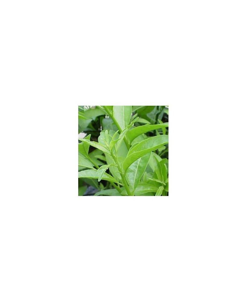 CESTRUM NOCTURNUM