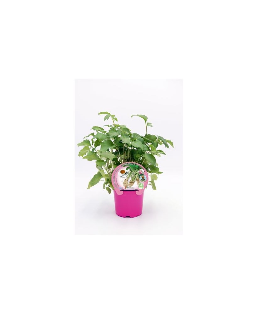 VALERIANA M10.5  VALERIANA OFFICINALIS